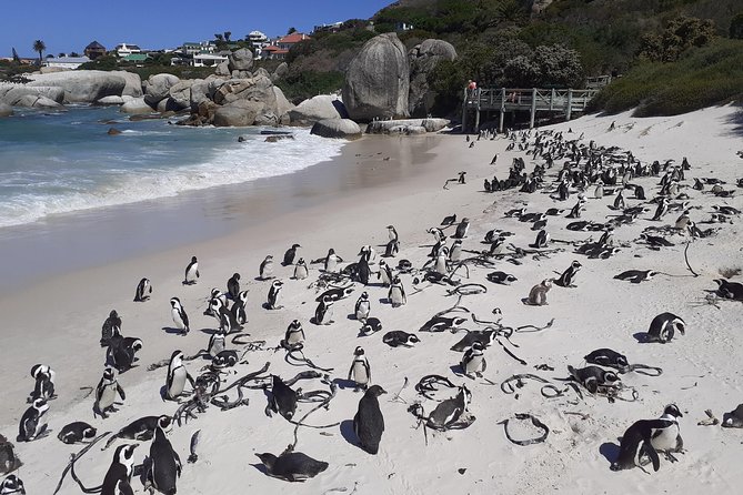 Half day African Penguin Tour - What the guides add to the experience