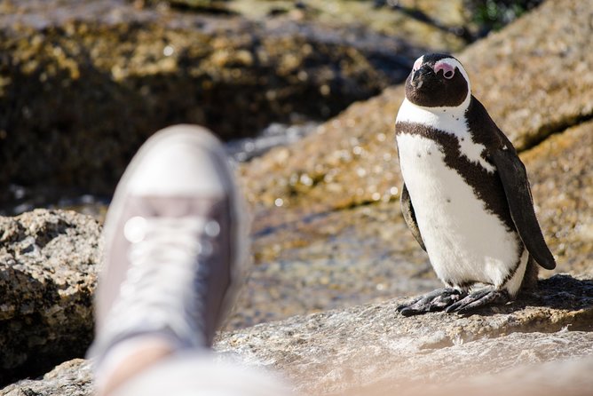 Half day am or pm Boulders Beach & Penguins with visit to Cape Point Great tour - From Clifton Beach to Camps Bay