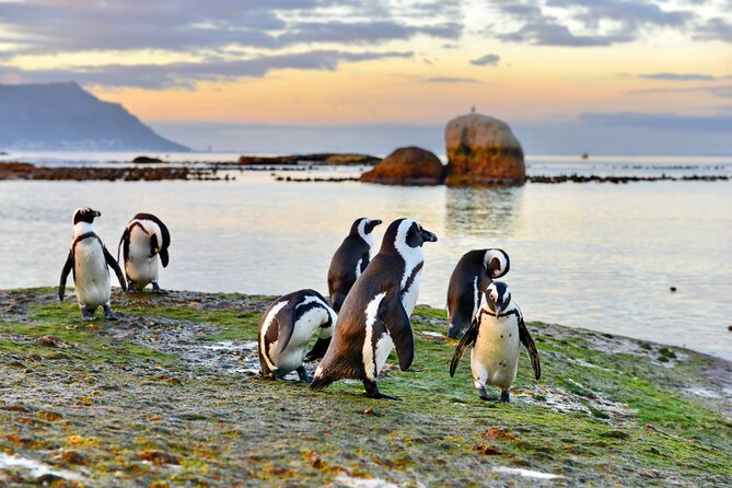 Half Day Boulders Penguins and Cape Point Small Group Tour - The False Bay route makes the morning worthwhile