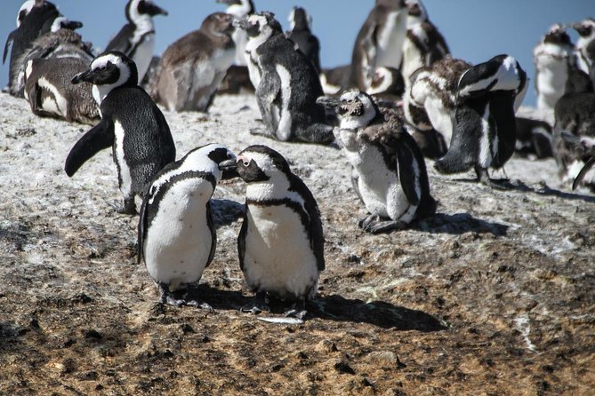 Half Day Boulders Penguins and Cape Point Small Group Tour - The Cape of Good Hope brings open space and wildlife