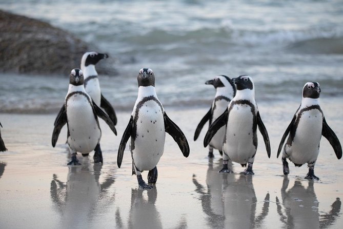 Half Day Boulders Penguins and Cape Point Small Group Tour - Chapman’s Peak adds a grand finale
