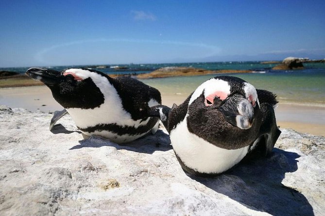 Half-Day Cape Peninsula Tour from Cape Town - Cape Point Nature Reserve: the main stop