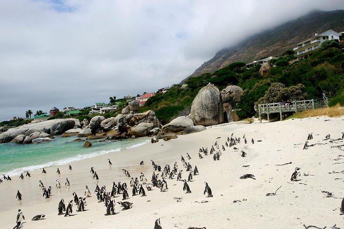 Half day Cape Point Sightseeing Tour with Penguins from Cape Town - What this half-day trip really gives you