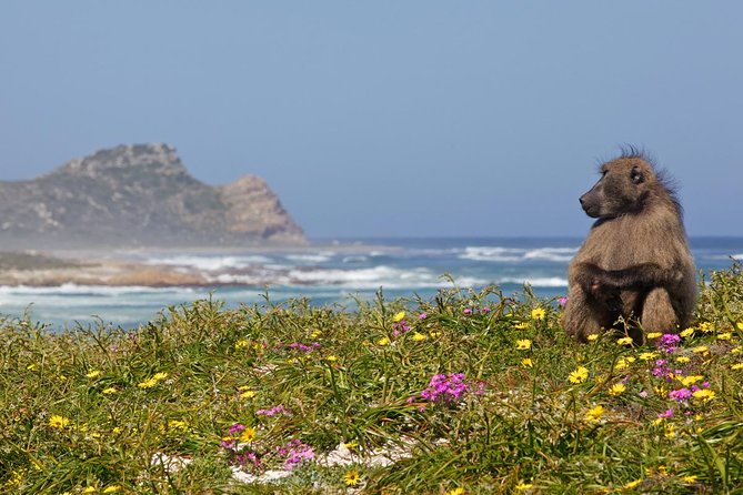 Half day Cape Point Sightseeing Tour with Penguins from Cape Town - Hout Bay begins the coastal run