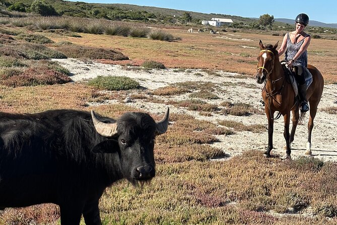 Half day Horse back safari - Why this horseback safari feels different