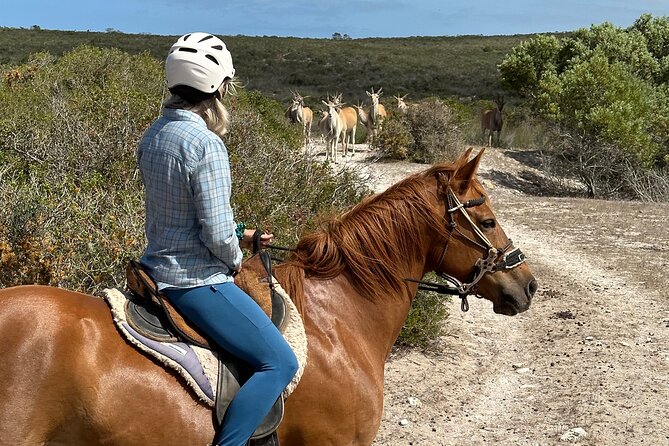 Half day Horse back safari - Arriving at Rondeberg Farms