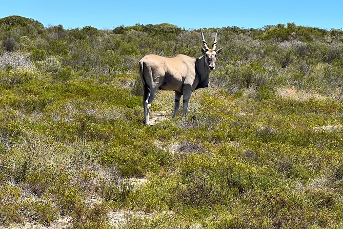 Half day Horse back safari - The West Coast in flower season