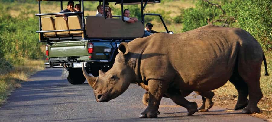 Half-Day Kruger Park Safari | Pickup & Drop-off Marloth Park - Pickup From Marloth Park or Malelane