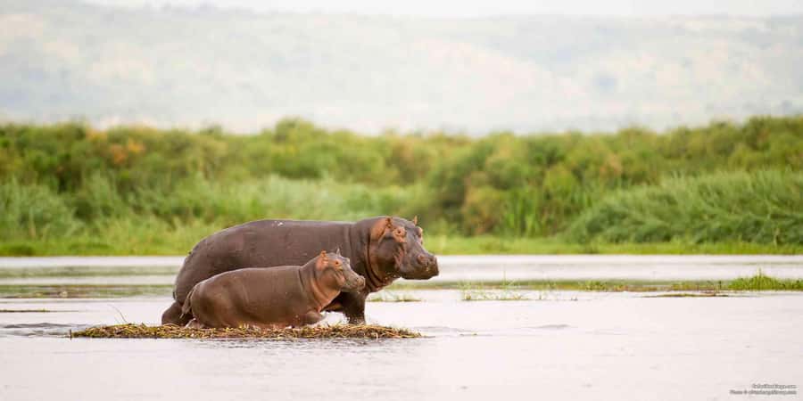 Half-Day Kruger Park Safari | Pickup & Drop-off Marloth Park - The Rest Camp Stop Adds Needed Breathing Room