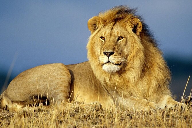 Half Day Lion and Safari Park Tour - Timing, comfort, and group size