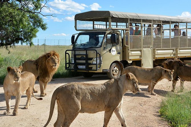 Half Day Lion Park tour from Johannesburg or Pretoria - A practical mini-safari near Johannesburg