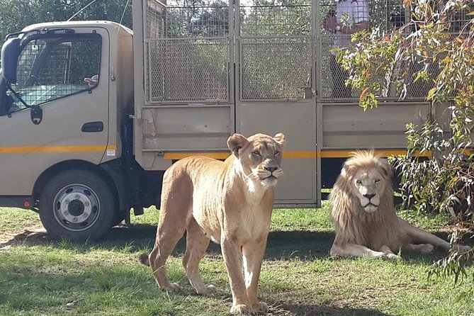 Half Day Lion Park tour from Johannesburg or Pretoria - Hotel pickup keeps the morning easy