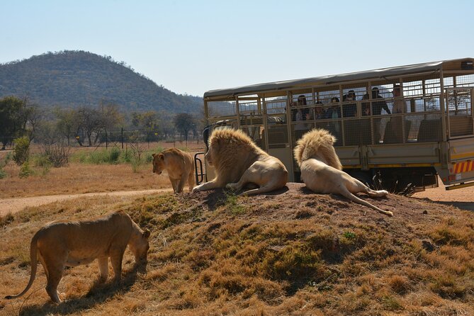 Half Day Lion Park tour from Johannesburg or Pretoria - Lion cubs and a slower hour at the main center