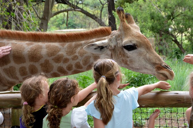 Half Day Lion Park tour from Johannesburg or Pretoria - Is $100.65 a fair price?
