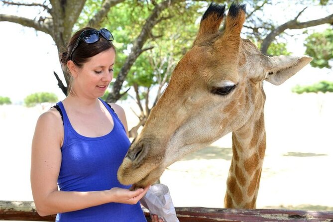 Half Day Lion Park tour from Johannesburg or Pretoria - Who will enjoy this Lion Park visit?