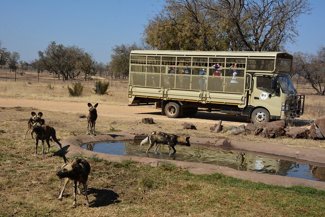 Half Day Lion Park tour from Johannesburg or Pretoria - Tips for getting more from the five hours