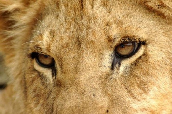 Half Day Lion Park tour from Johannesburg or Pretoria - The two-hour drive is the main event