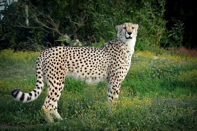 Half-Day Port Elizabeth & Kragga Kamma Reserve - Why this half-day outing works in Gqeberha