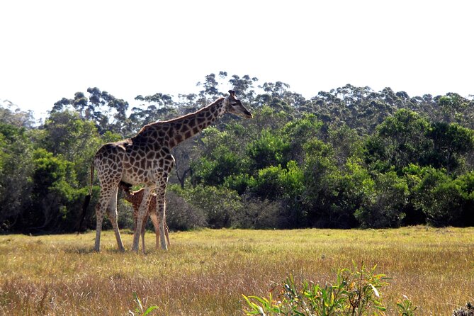 Half-Day Port Elizabeth & Kragga Kamma Reserve - Kragga Kamma Game Reserve in three hours