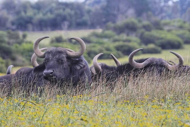 Half-Day Port Elizabeth & Kragga Kamma Reserve - Who will enjoy this tour most?