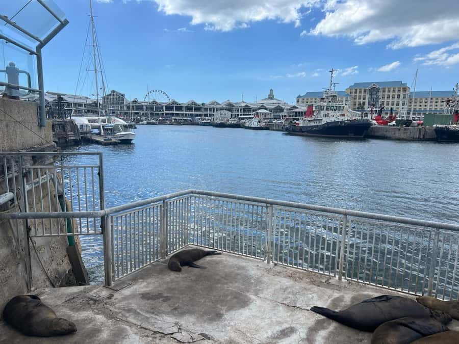 Half Day Robben Island including Tickets and Transfers Tour - The V&A Waterfront sets the scene