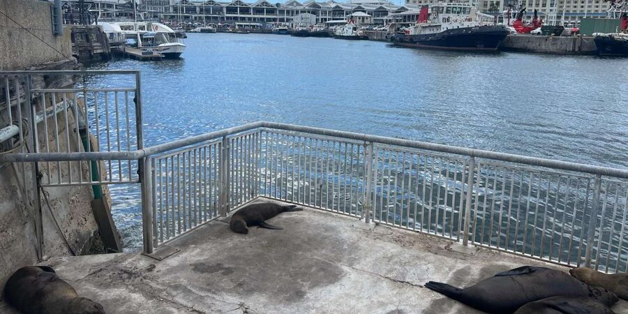 Half Day Robben Island including Tickets and Transfers Tour - The ferry ride across Table Bay