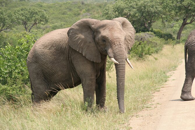 Half Day Safari Tour from Durban - Why this Durban safari works so well