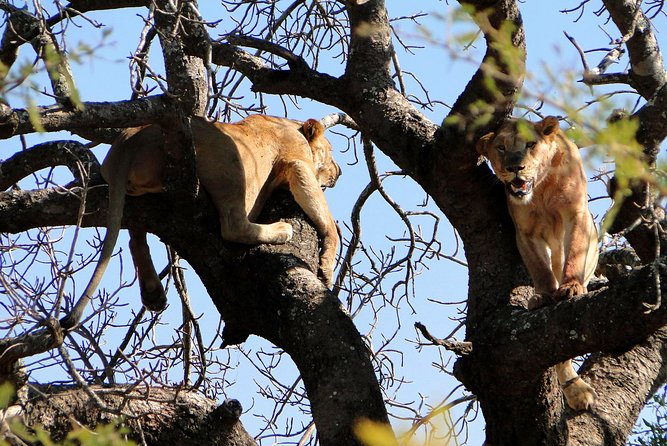 Half Day Safari Tour from Durban - Natal Lion Park brings you close to lions