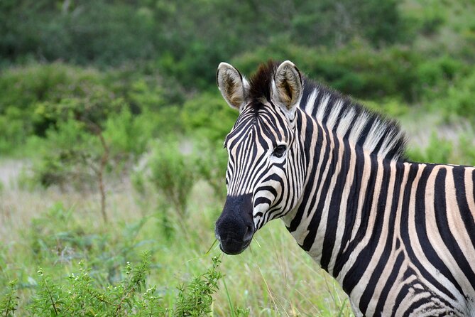Half Day Safari Tour from Durban - Who will enjoy this tour most