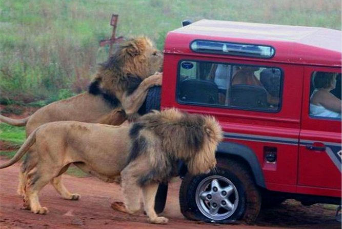 Half Day Safari Tour from Durban - Tala Private Game Reserve is the main safari experience