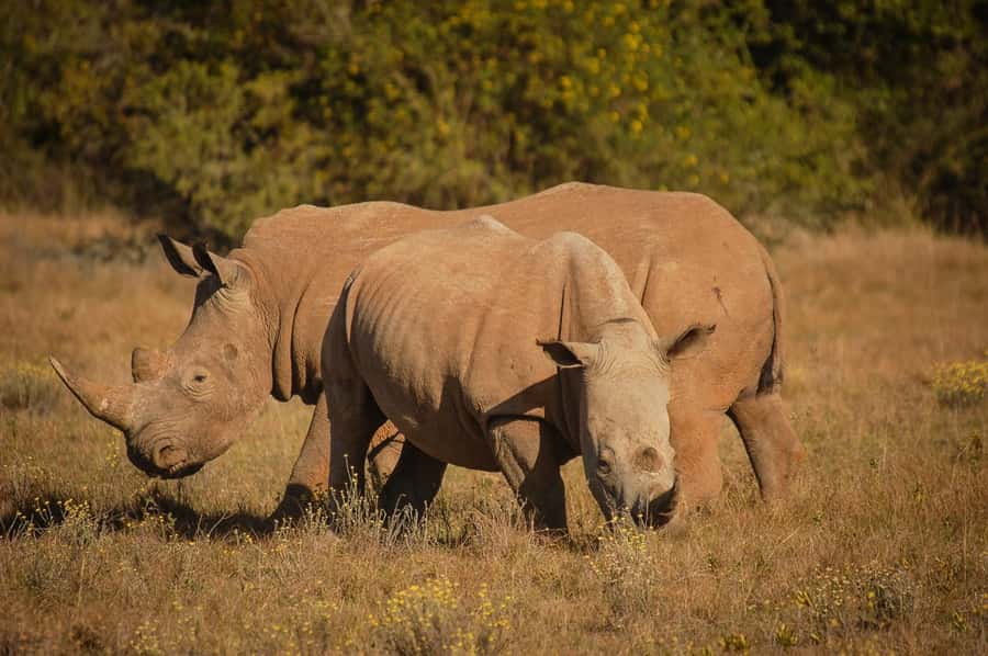 Half-Day Schotia Game Reserve (Open 4x4 Vehicle) - Key points to know before you book