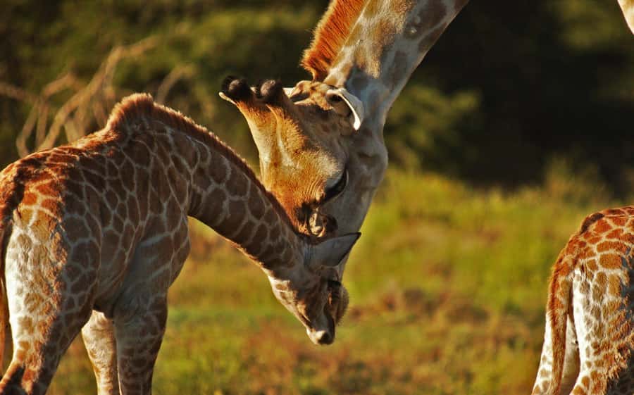 Half-Day Schotia Game Reserve (Open 4x4 Vehicle) - The Big Five question, with an honest answer