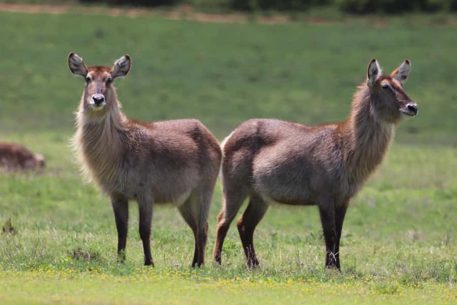 Half-Day Schotia Game Reserve (Open 4x4 Vehicle) - What the $177 price really buys