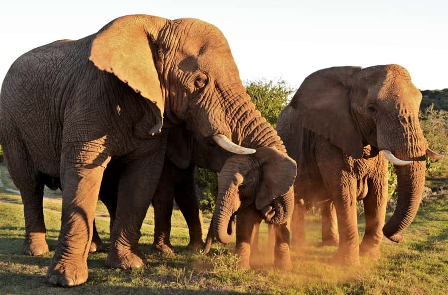 Half-Day Schotia Game Reserve (Open 4x4 Vehicle) - Comfort, weather, and the open vehicle trade-off