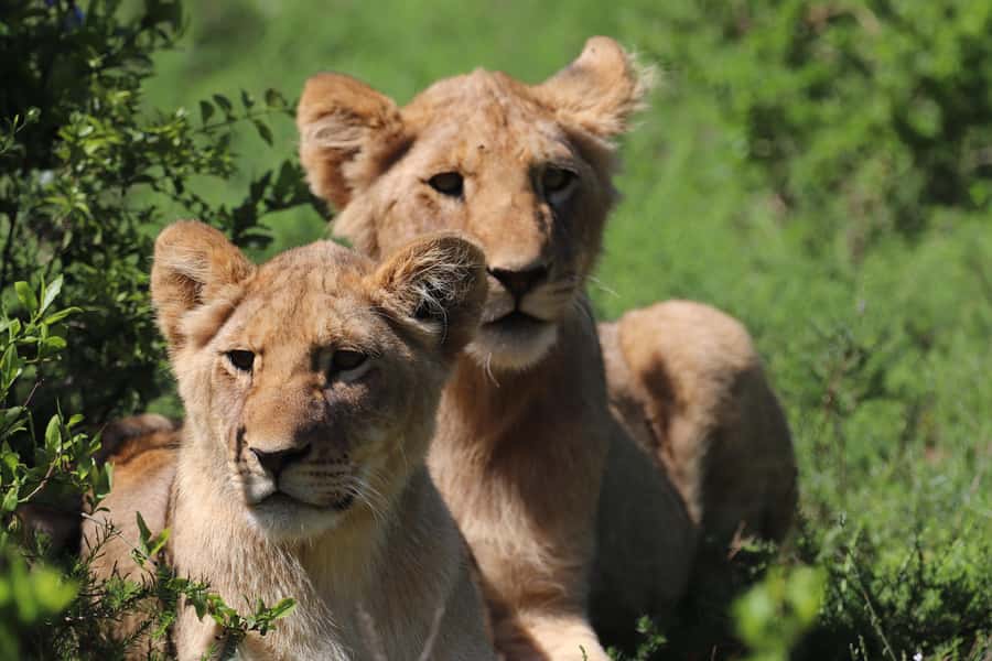 Half-Day Schotia Game Reserve (Open 4x4 Vehicle) - What the strongest praise gets right