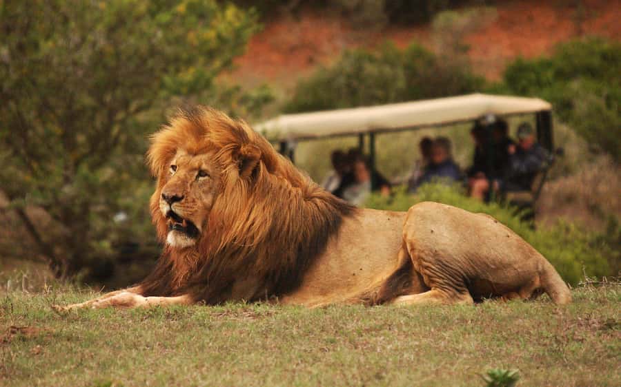 Half-Day Schotia Game Reserve (Open 4x4 Vehicle) - Starting from Port Elizabeth or Colchester