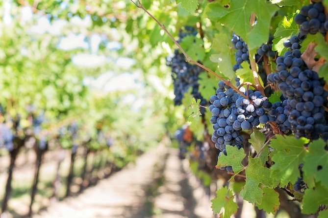 Half-Day Stellenbosch Winelands Tour from Cape Town - Zevenwacht Cellar and Vineyards, a different setting
