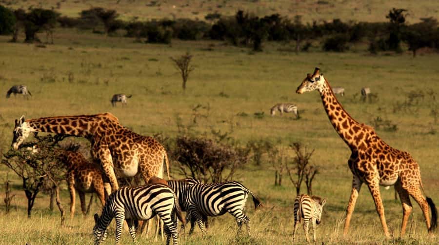 Half Day Tala Game Reserve & Natal Lion Park from Durban - Natal Lion Park: lions and elephants, with a different feel