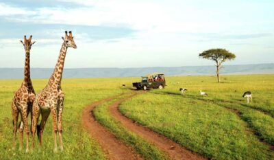 Half Day Tala Game Reserve & Natal Lion Park from Durban