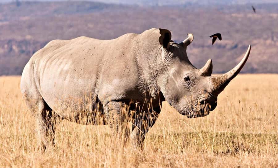 Half Day Tala Game Reserve & Natal Lion Park from Durban - Weather can change the quality of the safari