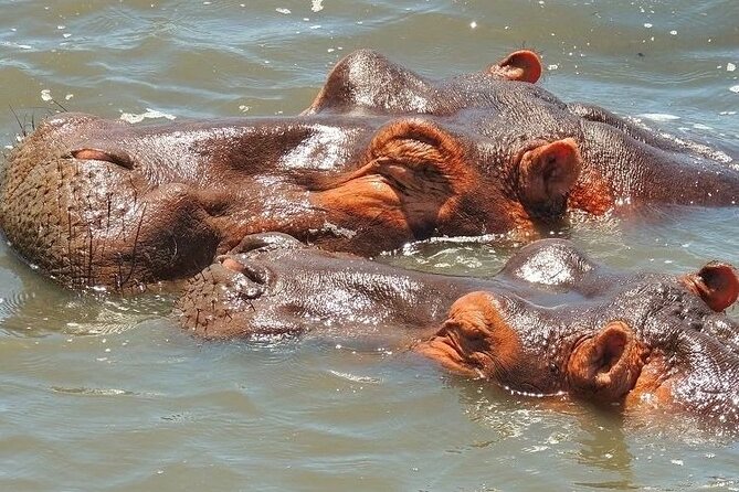 Half Day Tour in iSimangaliso Wetland Park - Why iSimangaliso is worth your morning