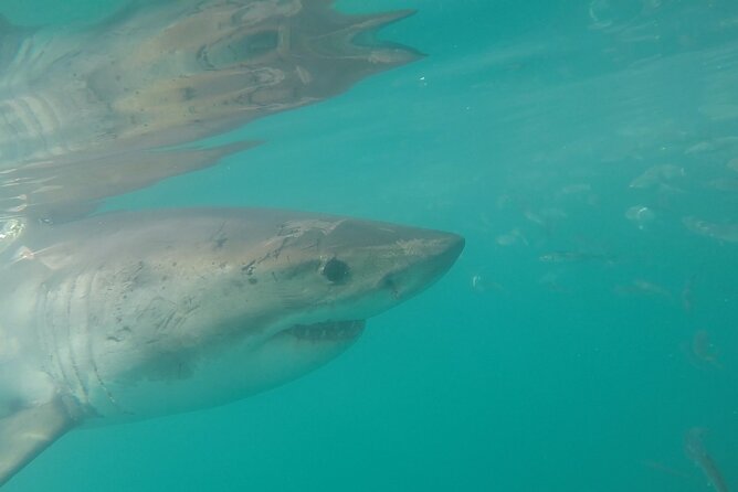Half-Day White Shark Cage Diving from Gansbaai - Meeting at 7:00 am in Van Dyks Bay