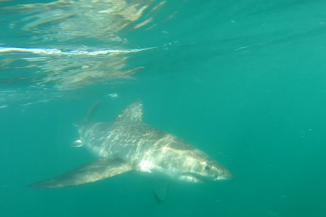 Half-Day White Shark Cage Diving from Gansbaai - Breakfast and getting ready for the boat
