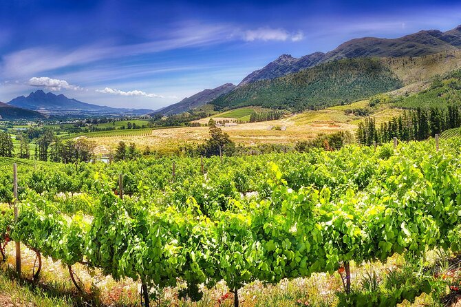 Half Day Wine Tour from Cape Town - Stellenbosch, oak trees, and Cape Dutch buildings