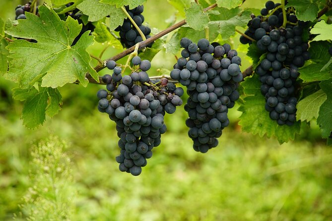 Half Day Wine Tour from Cape Town - Why the guides matter more than the vehicle