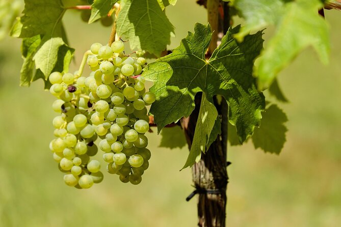Half Day Wine Tour from Cape Town - Price, extra fees, and what you receive