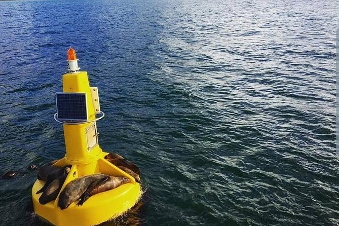 Half Hour Seal and Harbour Cruise from Cape Town - The Crew, Commentary, and Onboard Mood