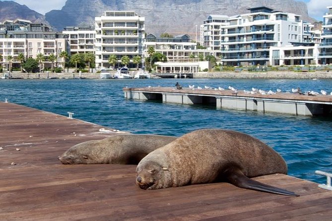 Half Hour Seal and Harbour Cruise from Cape Town - What You See During the 30-Minute Loop