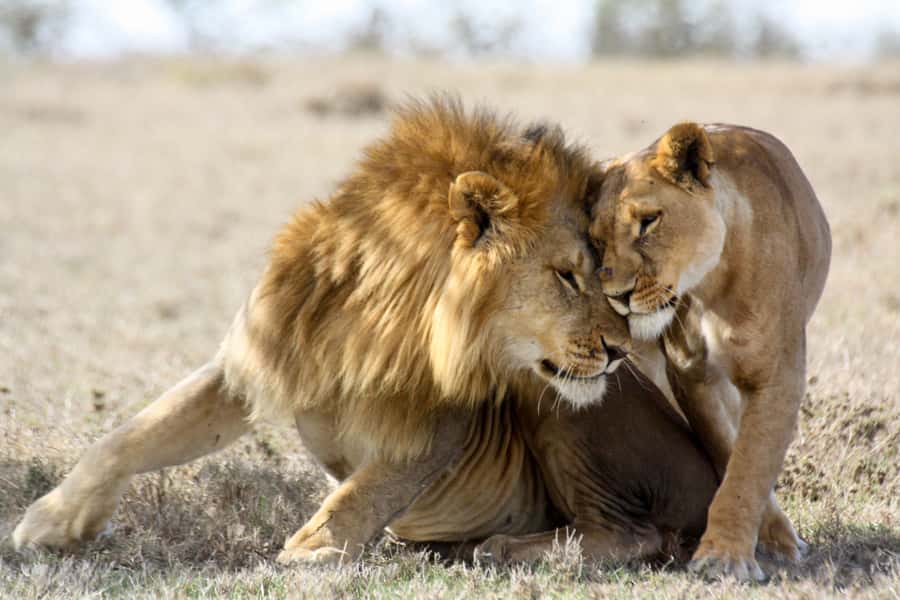 Hartbeespoort: Lion and Safari Park Guided Tour - Key points to know before you go
