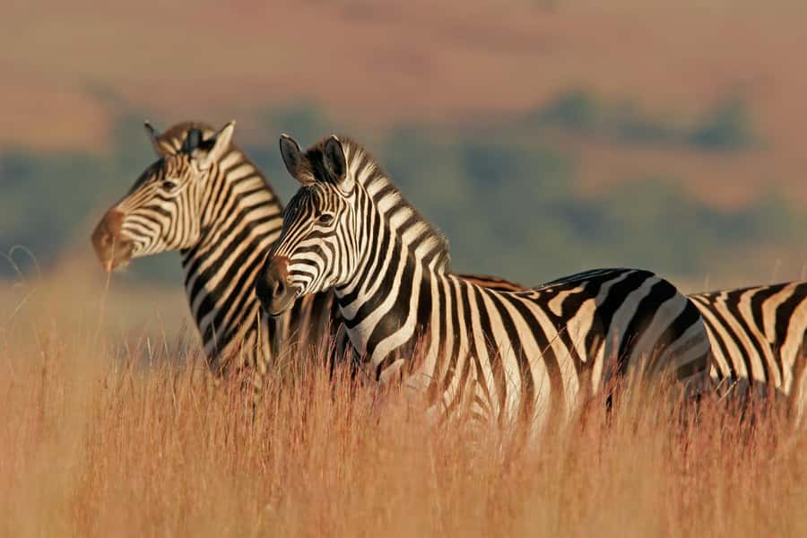 Hartbeespoort: Lion and Safari Park Guided Tour - What the Hartbeespoort safari actually feels like